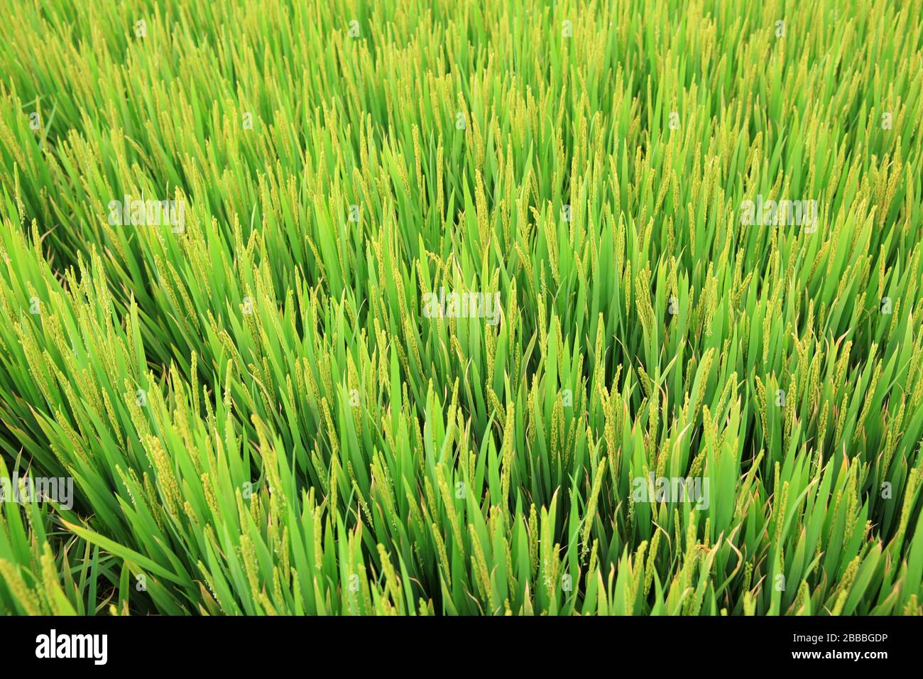 Rice paddies, rice growing, The rice fields are under the blue sky ...