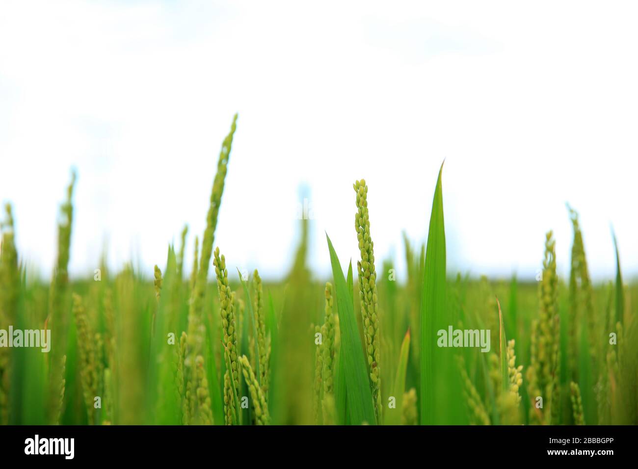 Rice paddies, rice growing, The rice fields are under the blue sky ...