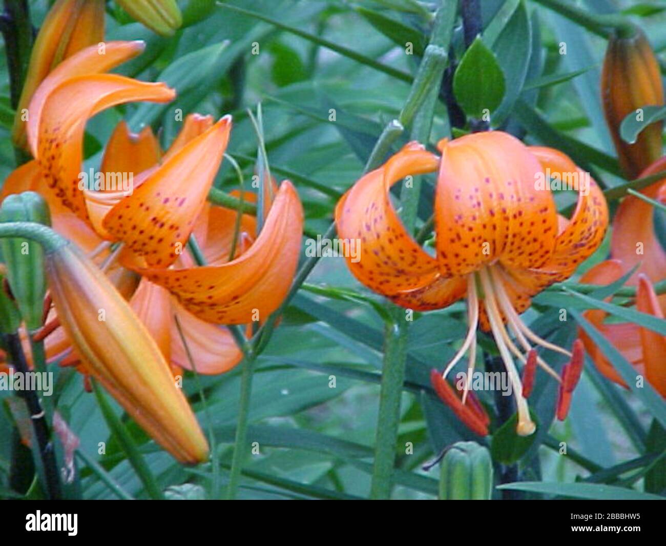 Lilium Davidii High Resolution Stock Photography and Images Alamy