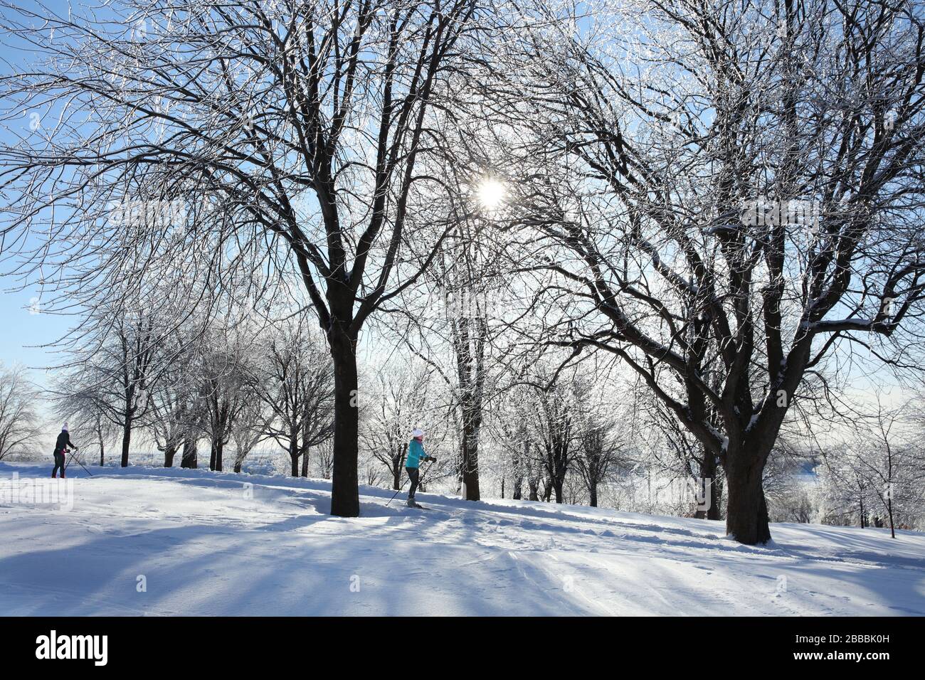 Cross-country skiers gliding beneath ice-coated trees in the Plains of Abraham Battefields Park, Quebec City, Quebec, Canada Stock Photo