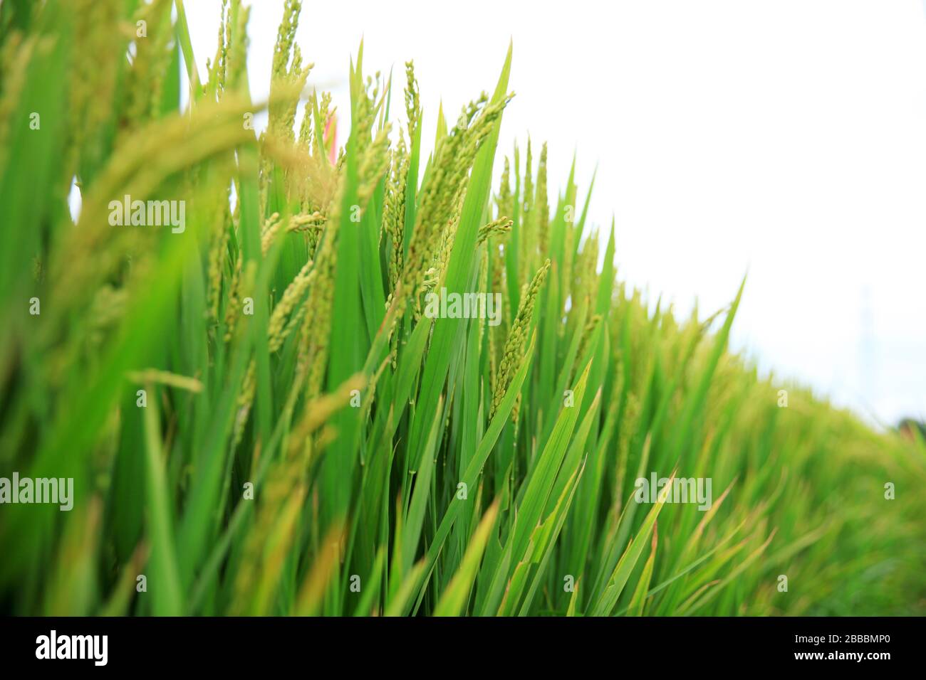 Rice paddies, rice growing, The rice fields are under the blue sky ...
