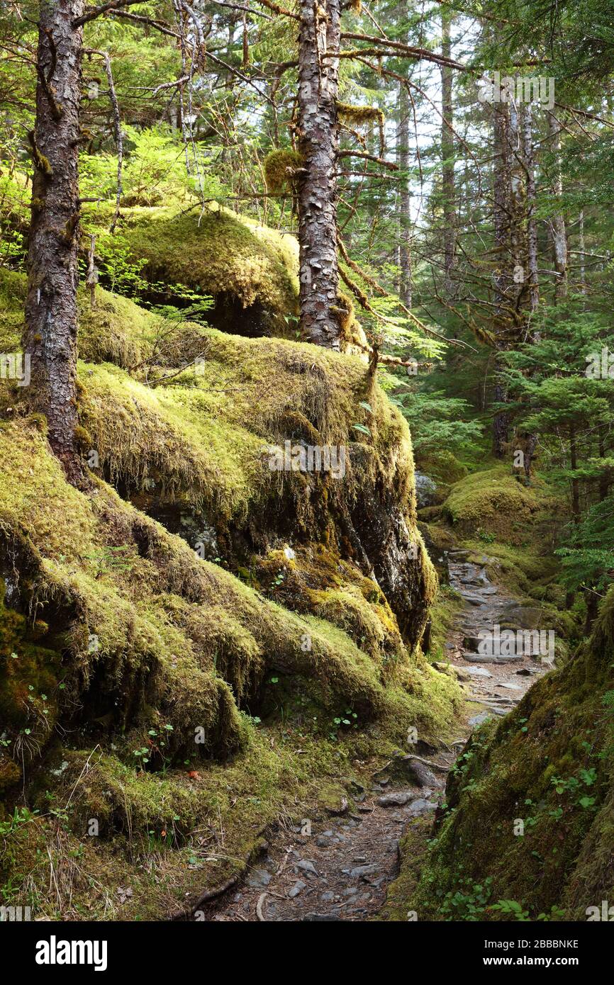 Moss-carpeted terrain alongside the East Glacier Loop Trail at Mendenhall Glacier in Tongat National Forest which is located 12 miles from Juneau, Alaska, U.S.A. Stock Photo