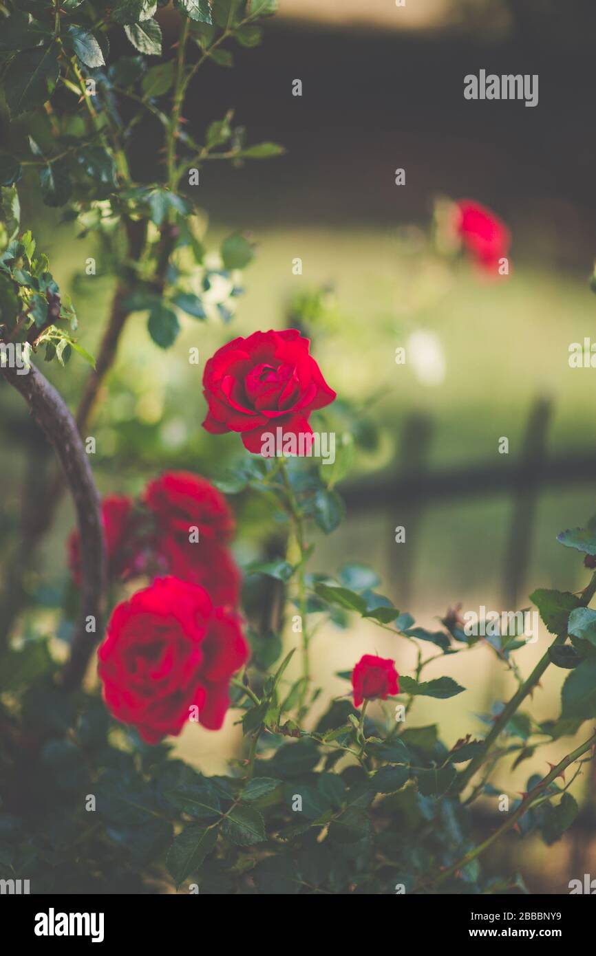 Roses Garden Climbing High Resolution Stock Photography and Images - Alamy