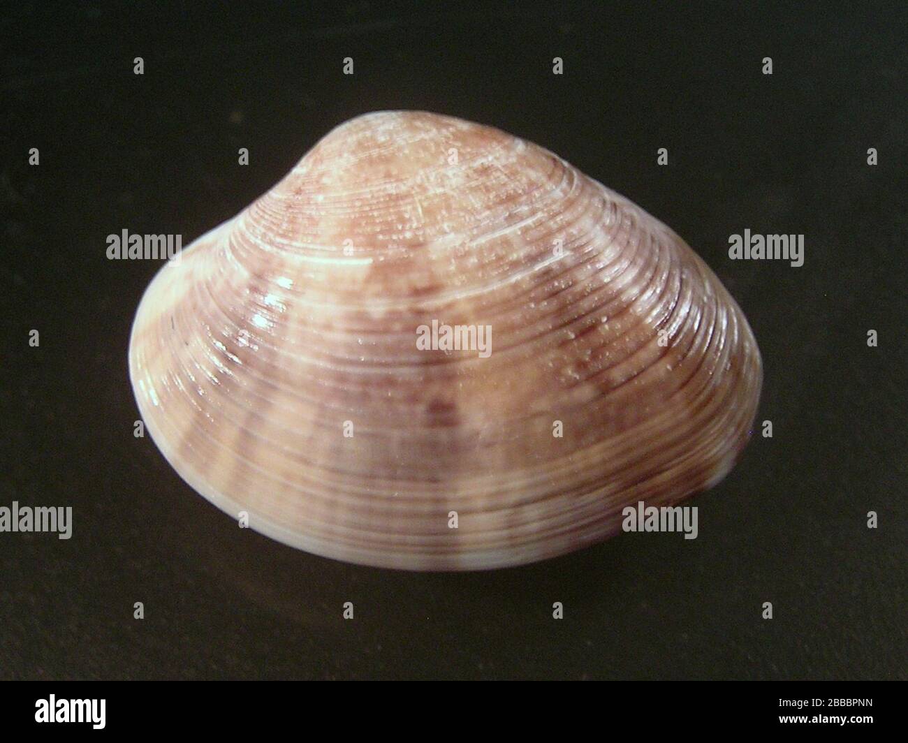 English Marcia Marmorata Lamarck 1822 A Venus Clam From The Family Veneridae June 2010 1 Jan Delsing Stock Photo Alamy