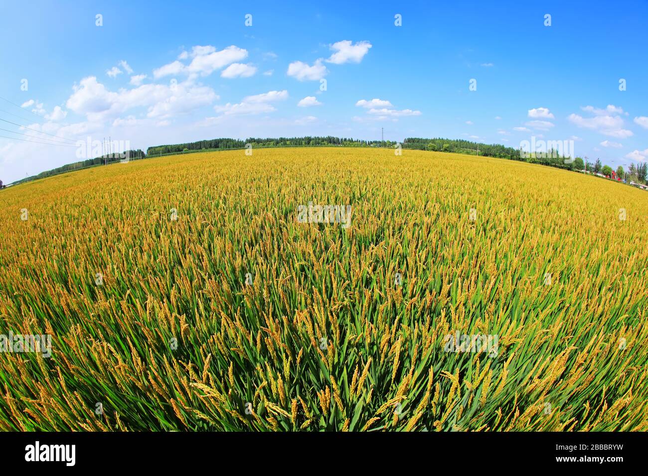 Rice paddies, rice growing, The rice fields are under the blue sky ...