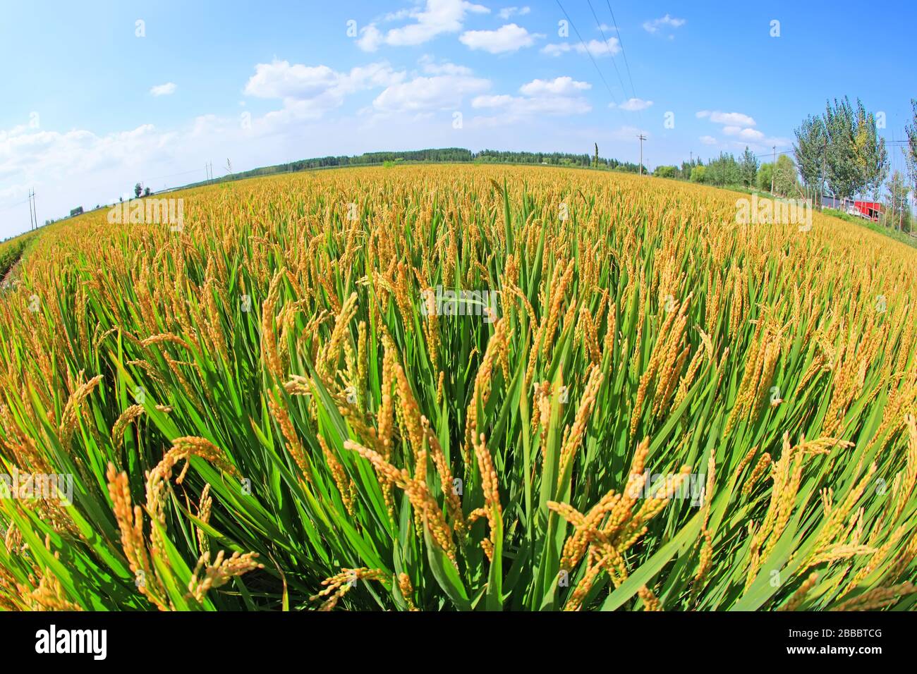 Rice paddies, rice growing, The rice fields are under the blue sky ...