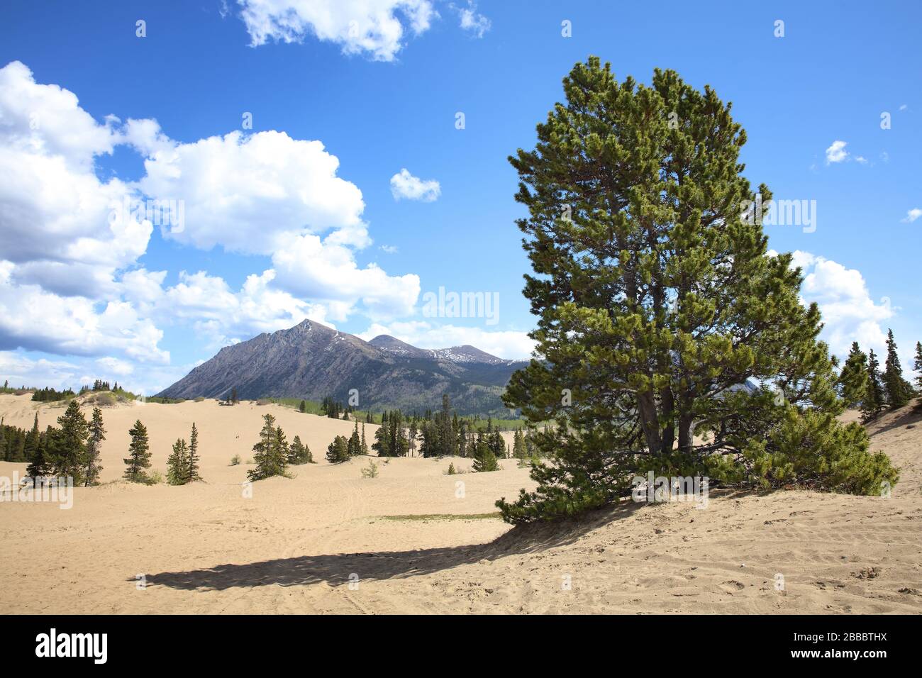 Approximately 1 square mile of sand dunes that originally formed the bottom a lake which subsequently dried up. Located outside Carcross, Yukon Territory, Canada Stock Photo