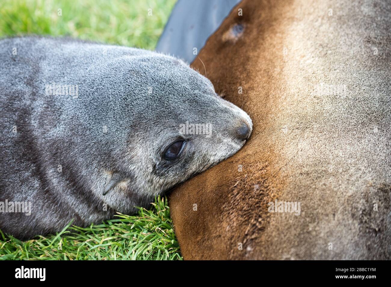 Antarctic Fur Seal Pup On Land Stock Photo - Alamy