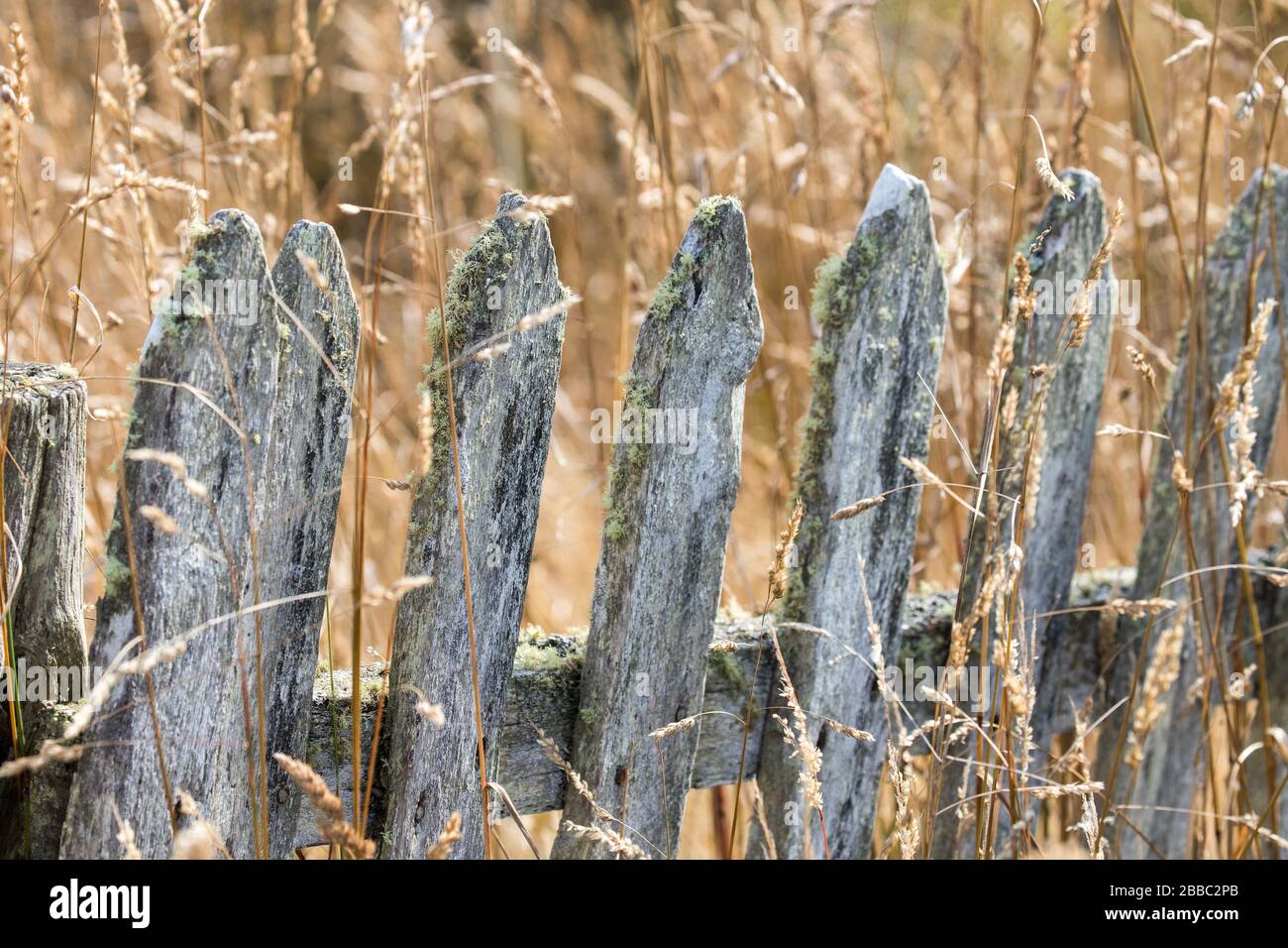 Old picket fence with lichen Stock Photo