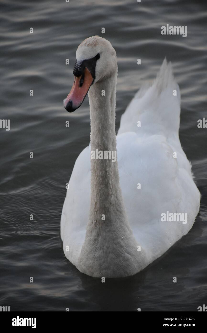 Swan with white feathers and orange beak on the surface of smooth and slightly wavy water Stock Photo