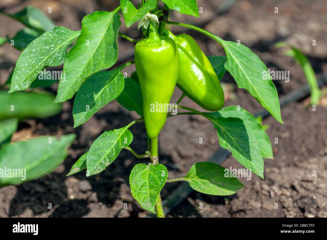 growing fresh green pepper in the garden Stock Photo Alamy