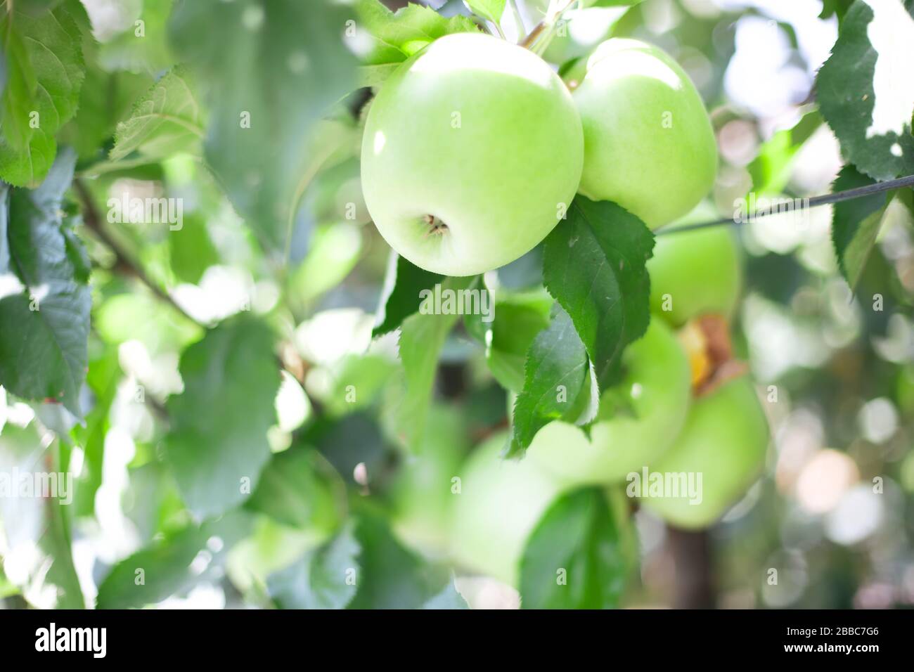 summer apples hanging on the branches Stock Photo