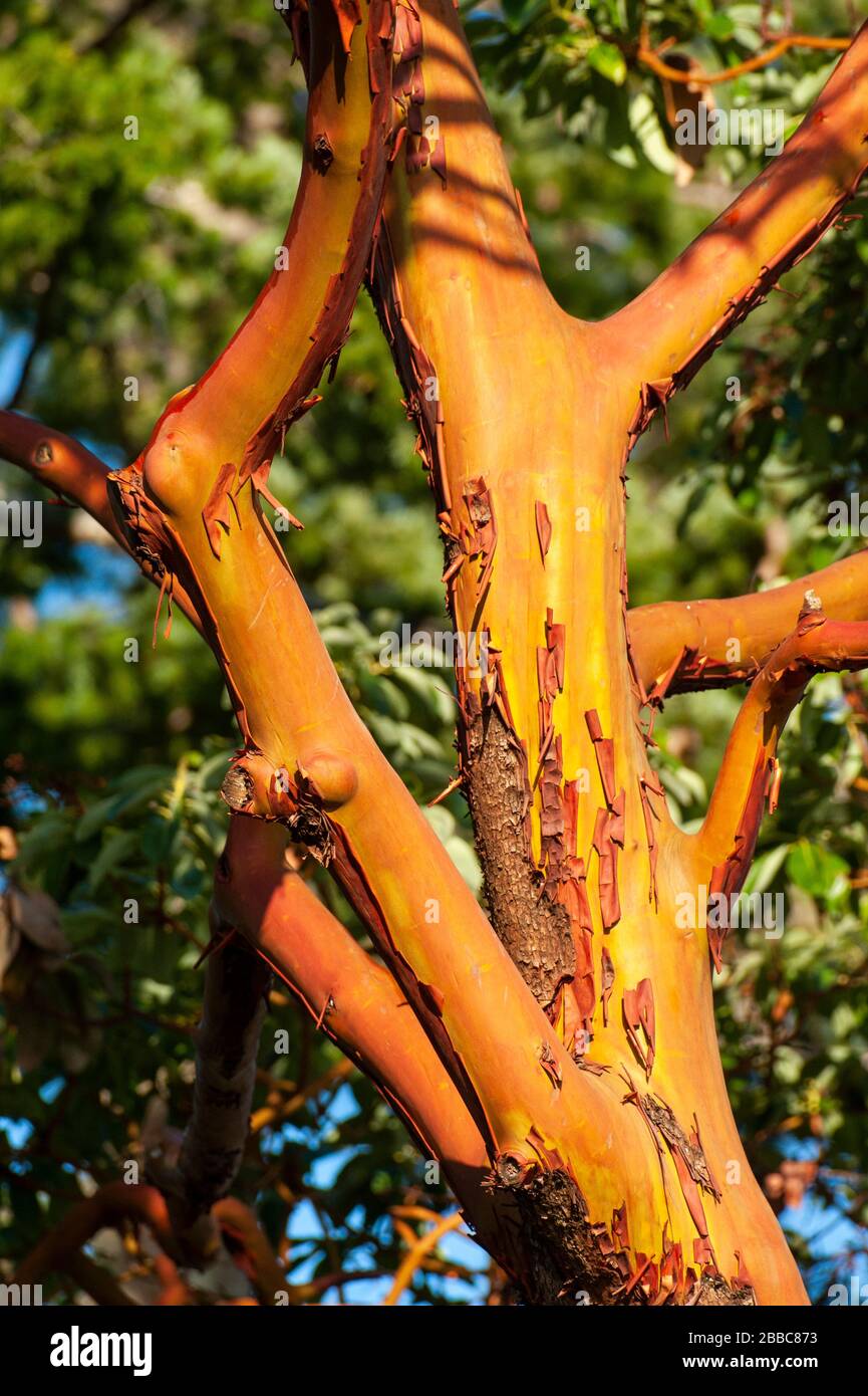 Madrone Tree (Arbutus, Ericaceae), Parksville (Errington), Vancouver Island, BC Canada Stock Photo