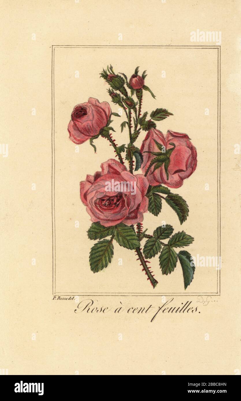 Provence rose or cabbage rose, Rose a cent feuilles, Rosa centifolia. Handcoloured copperplate engraving by D.G. after an illustration by Pancrace Bessa from Charles Malo’s Guirlande de Flore, Garland of Flowers, Chez Janet, Paris, 1815. Stock Photo