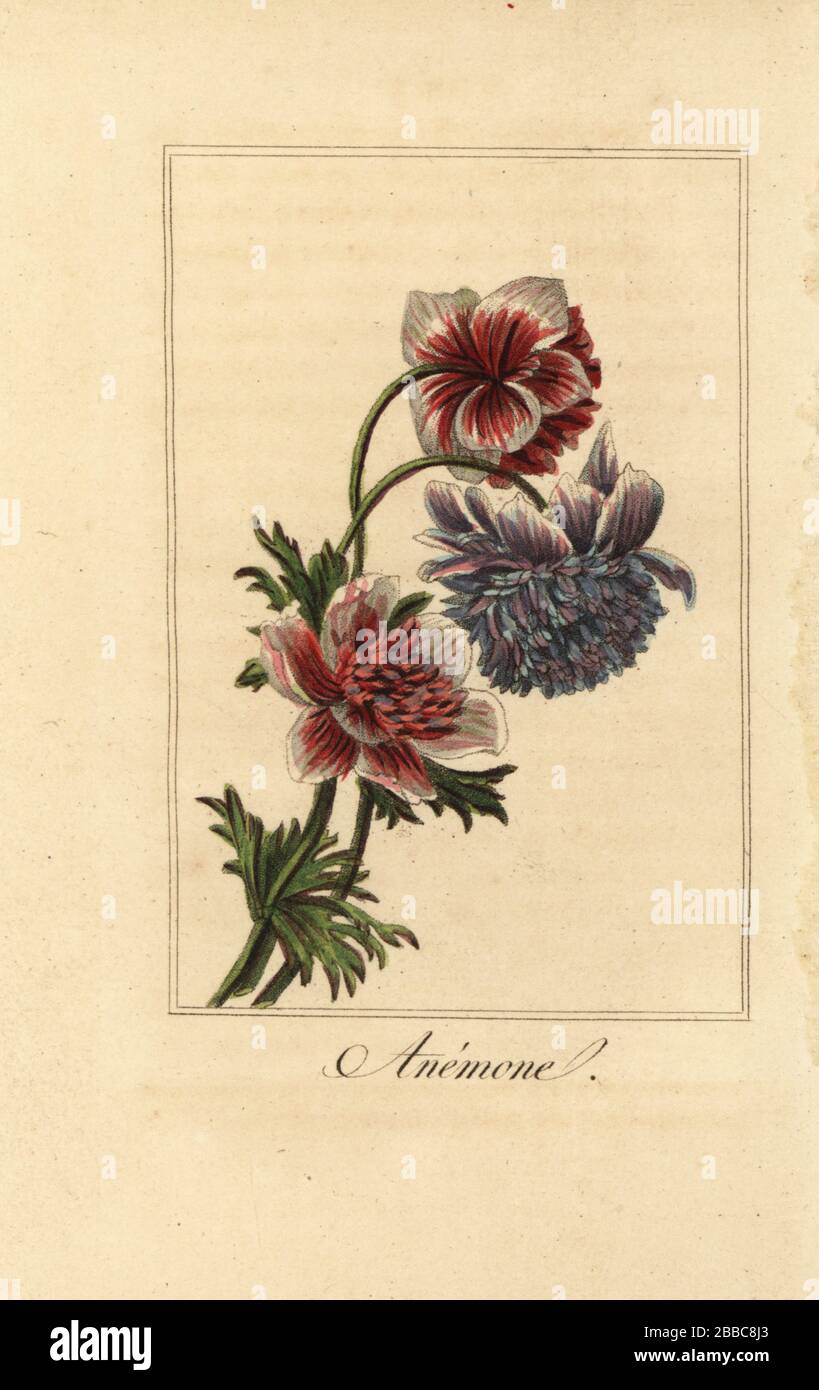 Hybrid poppy anemone, Anemone coronaria. Handcoloured copperplate engraving after an illustration by Pancrace Bessa from Charles Malo’s Guirlande de Flore, Garland of Flowers, Chez Janet, Paris, 1816. A gift book for ladies with fine miniature botanicals by Bessa, one of the great French flower painters of the 19th century. Stock Photo