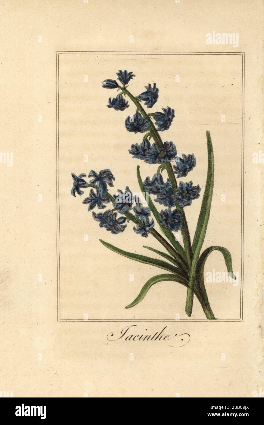 Hyacinth, jacinthe, Hyacinthus orientalis. Handcoloured copperplate  engraving after an illustration by Pancrace Bessa from Charles Malo's  Guirlande de Flore, Garland of Flowers, Chez Janet, Paris, 1816. A gift  book for ladies with