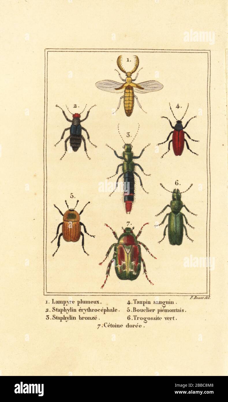Lampyris beetle, rove beetle, Staphylinus erythropterus 2, Staphylinus species 3, Ampedus sanguineus 4, Silpha pedemonta 5,  Temnoscheila virescens 6, and rose chafer, Cetonia aurata 7. Handcoloured stipple engraving by Pancrace Bessa from Charles Malo’s Les Insectes, Louis Janet, Paris, 1820. Stock Photo