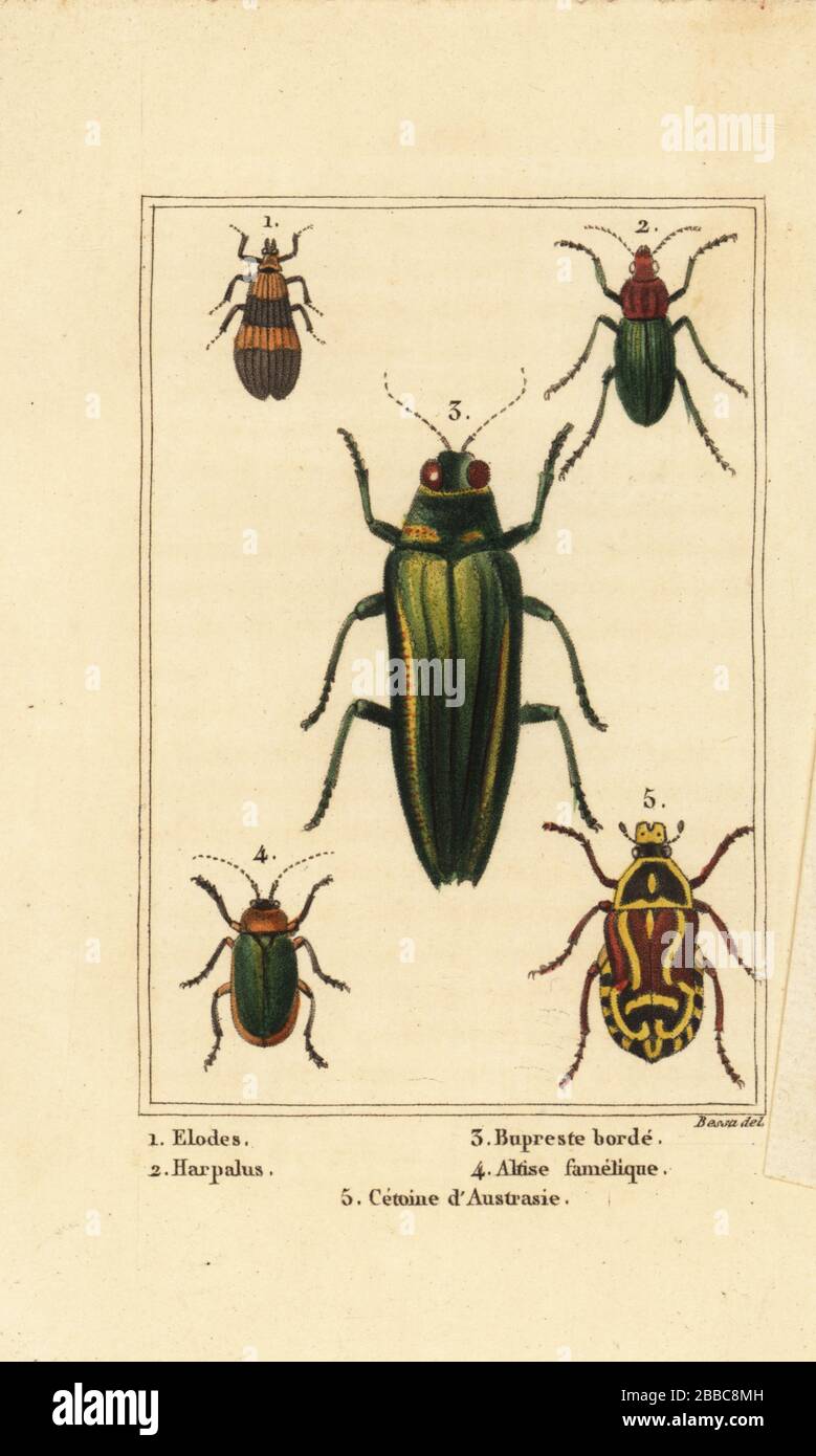 Marsh beetle, Elodes 1, Harpalus beetle 2, jewel beetle, Buprestis 3, flea beetle, Altica famelica 4, and rose chafer, Cetonia species 5. Handcoloured stipple engraving by Pancrace Bessa from Charles Malo’s Les Insectes, Louis Janet, Paris, 1820. Stock Photo