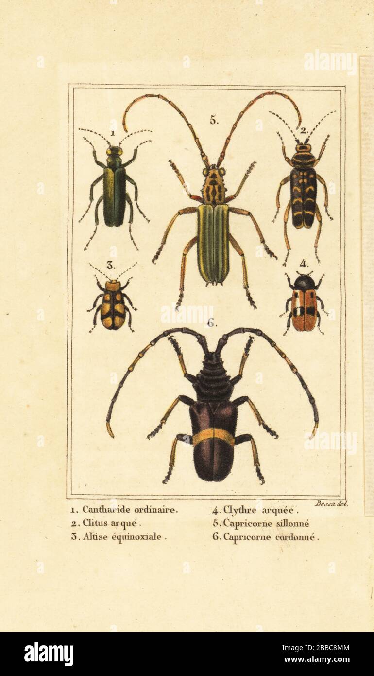 Spanish fly beetle, Lytta vesicatoria 1, wasp beetle, Clytus arietis 2, Altica equinoctialis 3, Clytra quadripunctata 4, longhorn beetles, Chlorida festiva 5 and Trachyderes succinctus 6. Handcoloured stipple engraving by Pancrace Bessa from Charles Malo’s Les Insectes, Louis Janet, Paris, 1820. Stock Photo