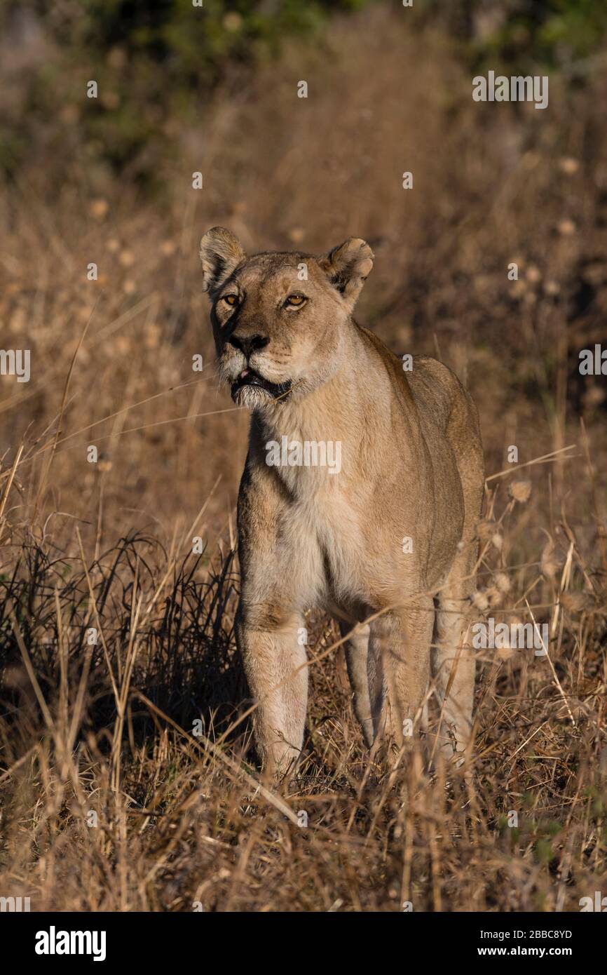 A lioness, Panthera leo, looks for the other members of the Marsh Pride. Stock Photo