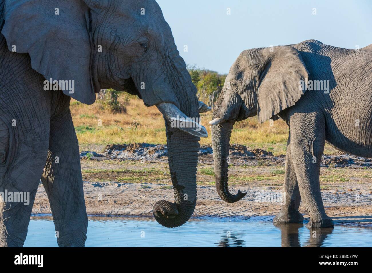 African elephant (Loxodonta africana), Savuti, Chobe National Park, Botswana. Stock Photo