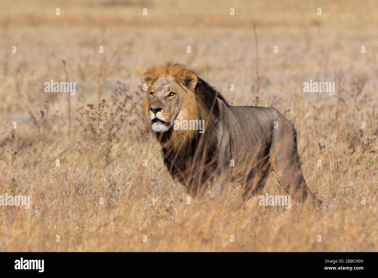 Lion (Panthera leo), Savuti, Chobe National Park, Botswana. Stock Photo