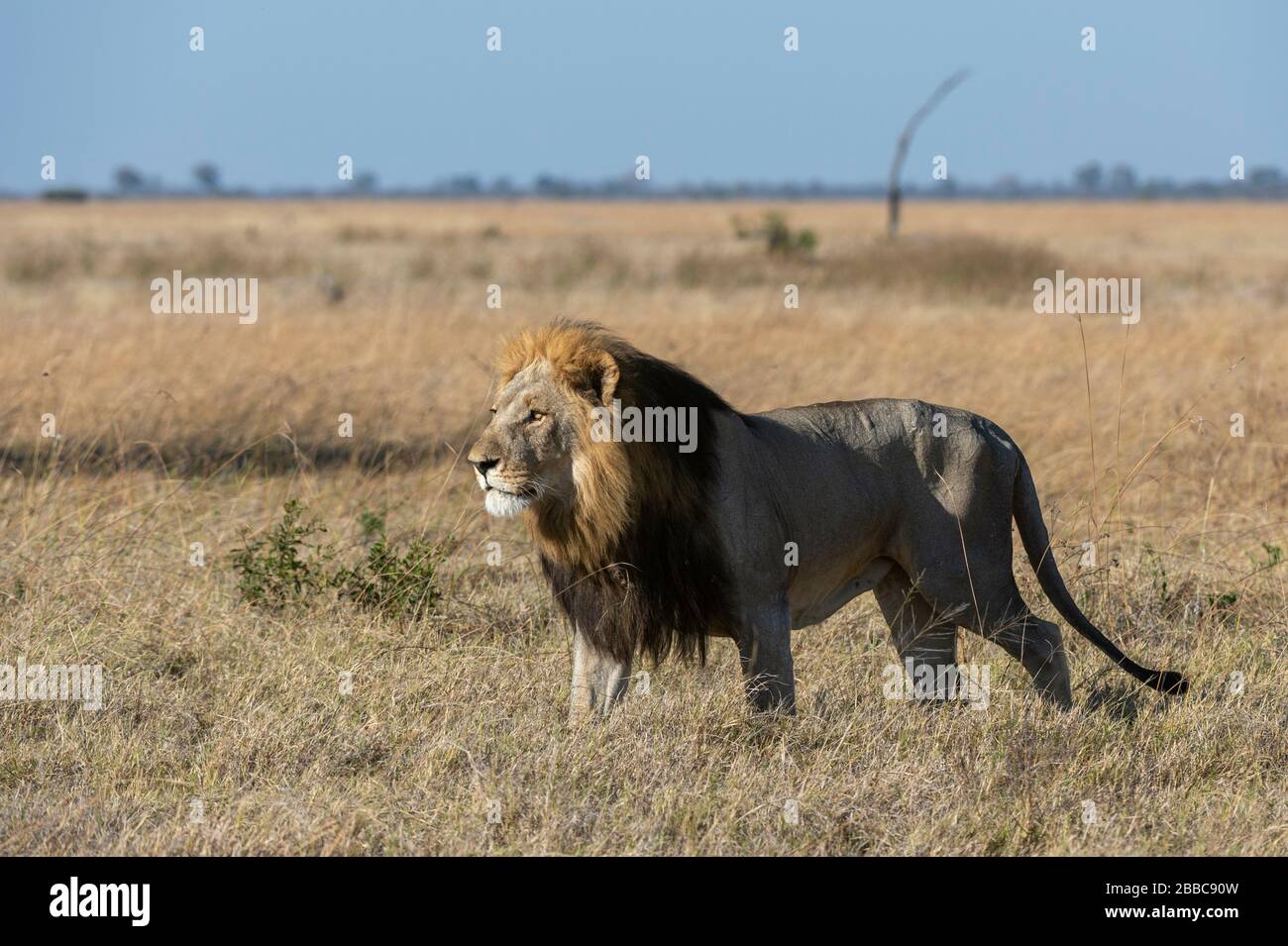 Lion (Panthera leo), Savuti, Chobe National Park, Botswana. Stock Photo