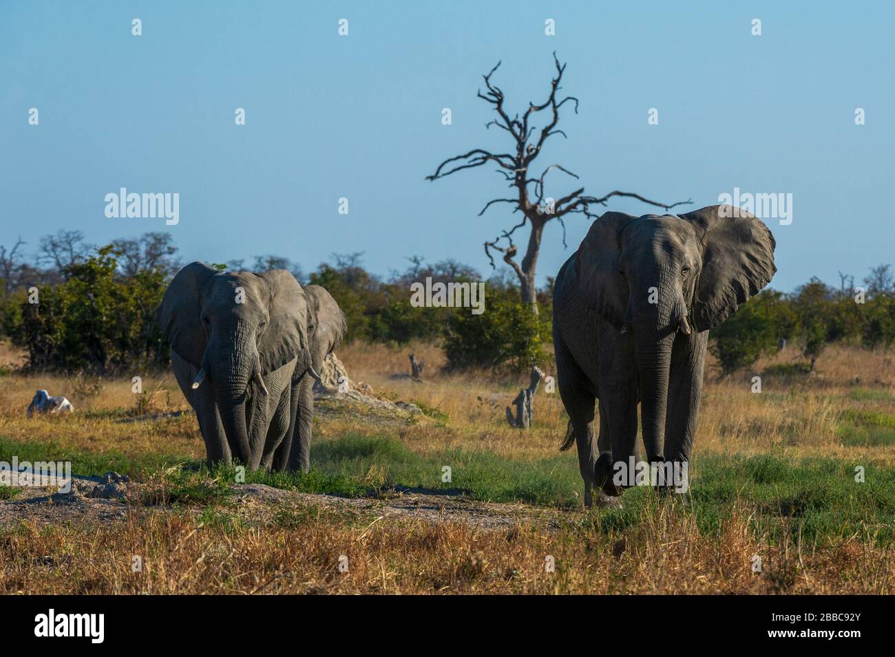 African elephant (Loxodonta africana), Savuti, Chobe National Park, Botswana. Stock Photo