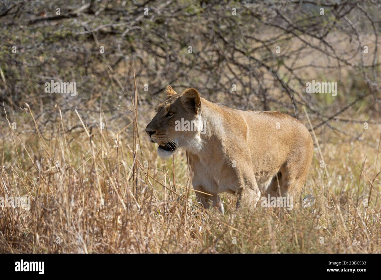 Lion (Panthera leo), Savuti, Chobe National Park, Botswana. Stock Photo