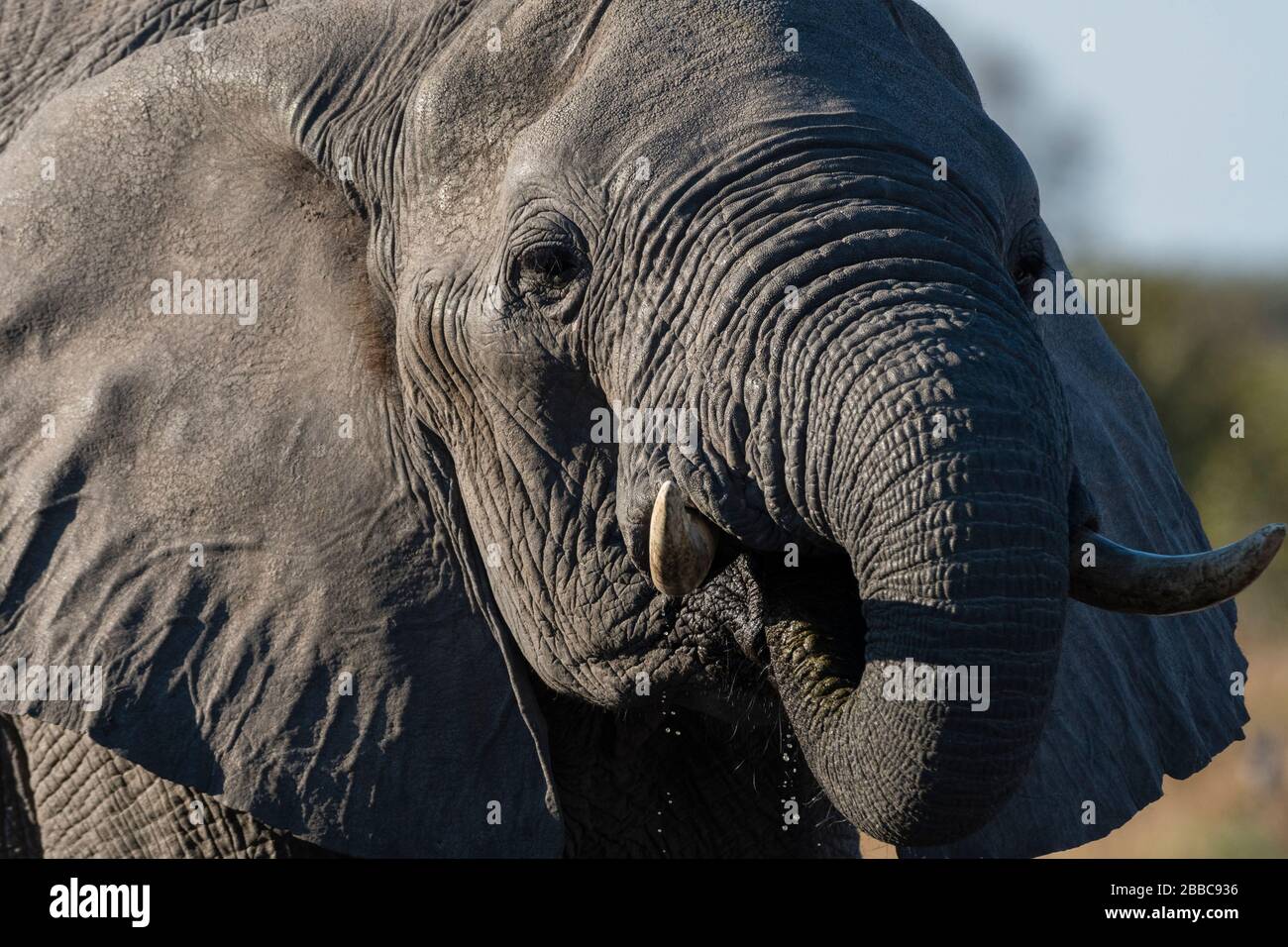 African elephant (Loxodonta africana), Savuti, Chobe National Park, Botswana. Stock Photo