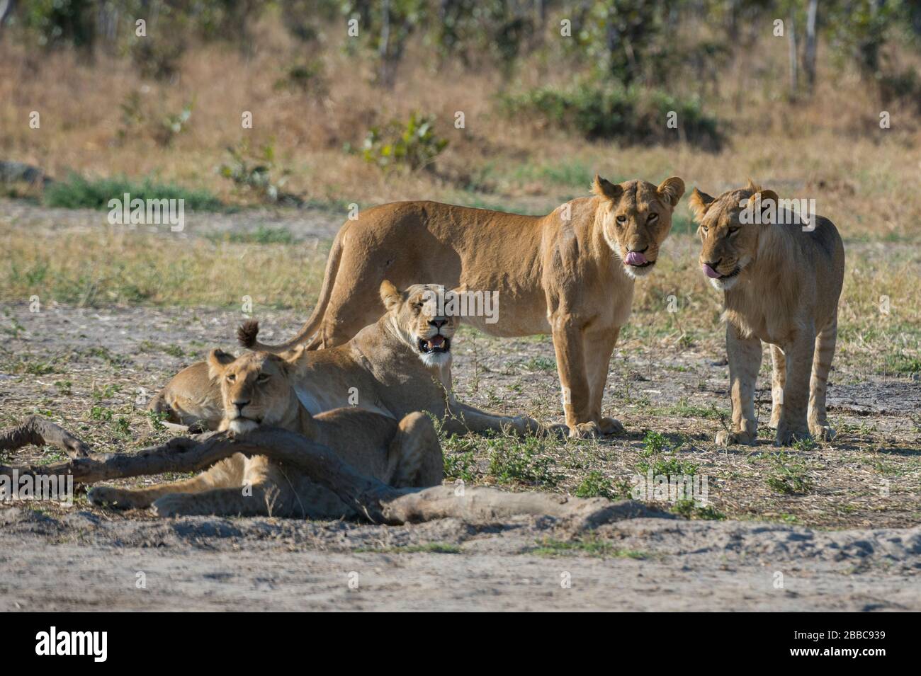 Lion (Panthera leo), Savuti, Chobe National Park, Botswana. Stock Photo