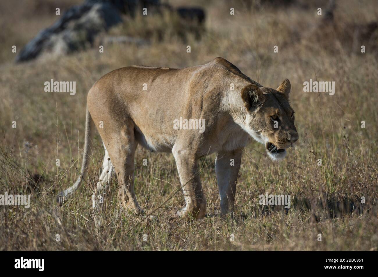 Lion (Panthera leo), Savuti, Chobe National Park, Botswana. Stock Photo