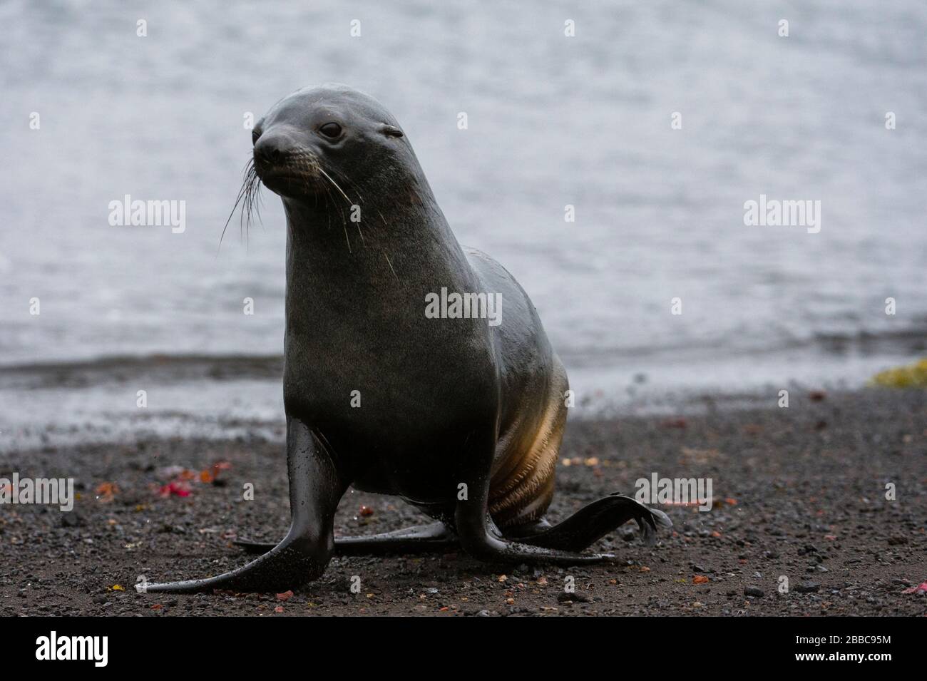 Antarctic fur seal(Arctocephalus gazella), Deception Island, Antarctica. Stock Photo