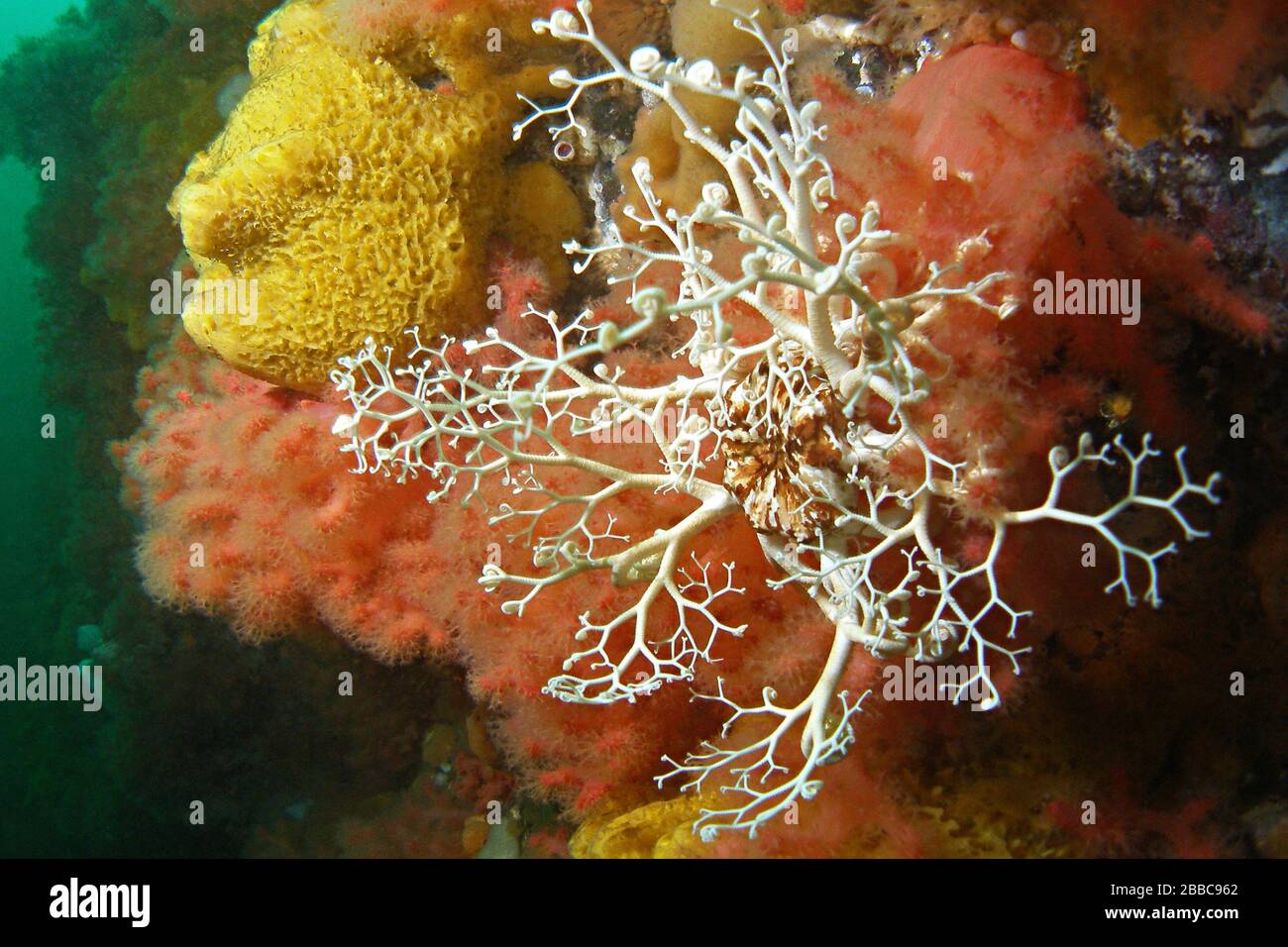 Basket star (Gorgonocephalus eucnemis), on soft coral (Eunephtya rubiformis), Browning Wall, Queen Charlotte Stock Photo