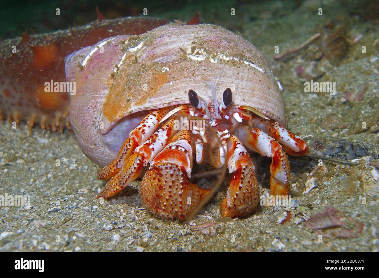 Blackeyed hermit crab (Pagurus armatus), Sunday Island near Namu, Fitzhugh Sound, BC Stock Photo