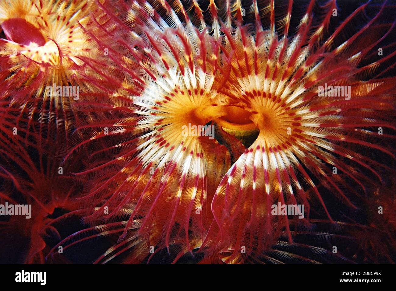 Calcareous tube worm (Serpula columbiana), Seymour Inlet, BC Stock Photo