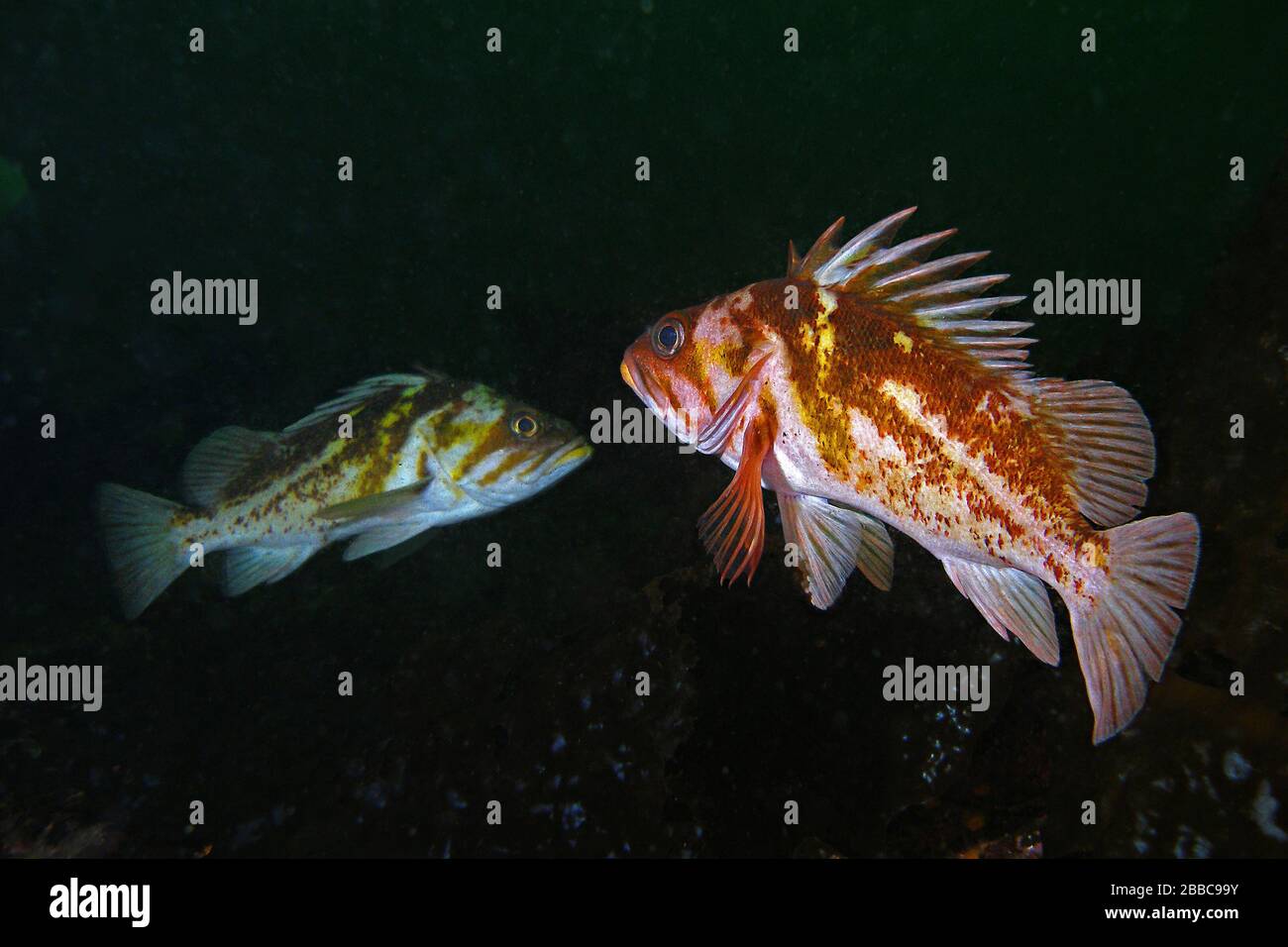 Yellowtail rockfish (Sebastes flavidus), Lou's Hole, Slingsby Channel, BC Stock Photo