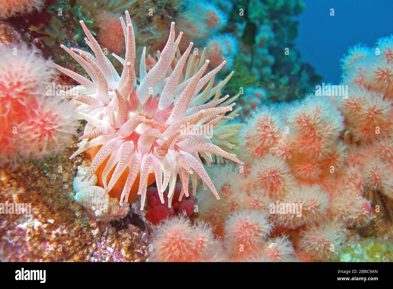 Crimson anemone (Cribrinopsis fernaldi), Soft coral (Eunephtya rubiformis), Browning Passage, Queen Stock Photo