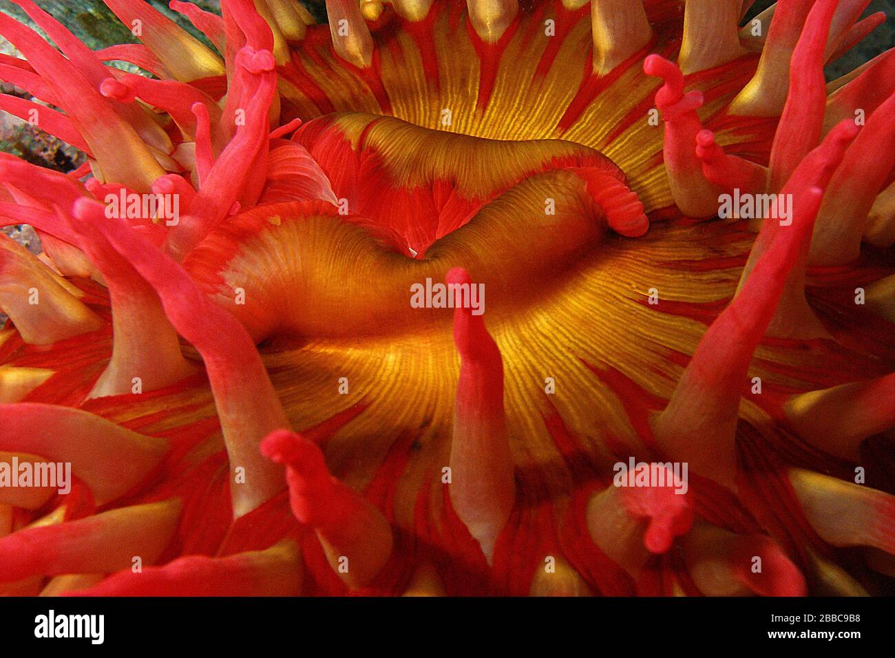 Fish-eating anemone (Urticina piscivora), Frank's Rock, Browning Passage, Queen Charlotte Strait, BC Stock Photo
