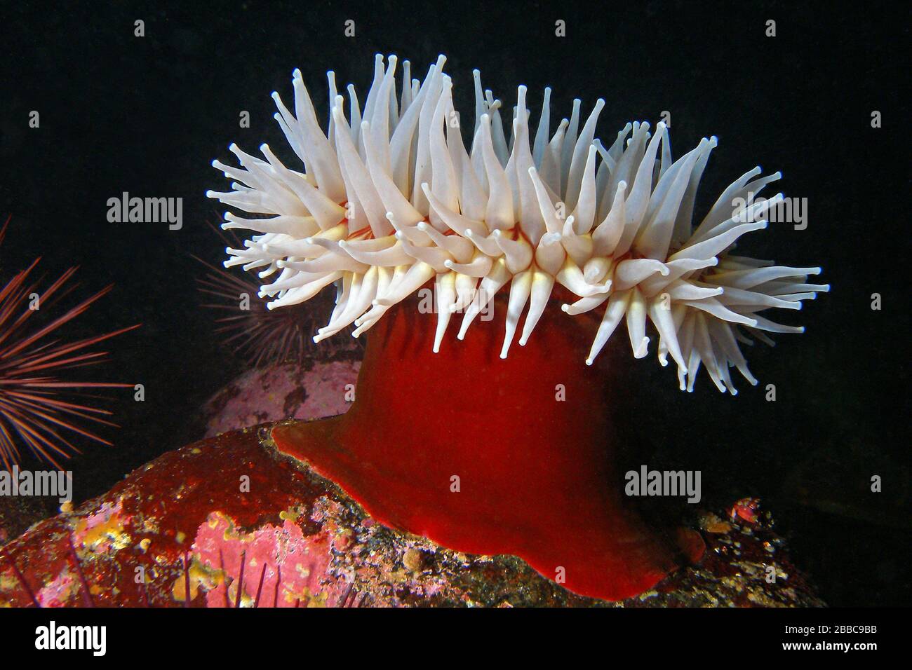Fish-eating anemone (Urticina piscivora), Folger Island, Barkley Sound, BC Stock Photo
