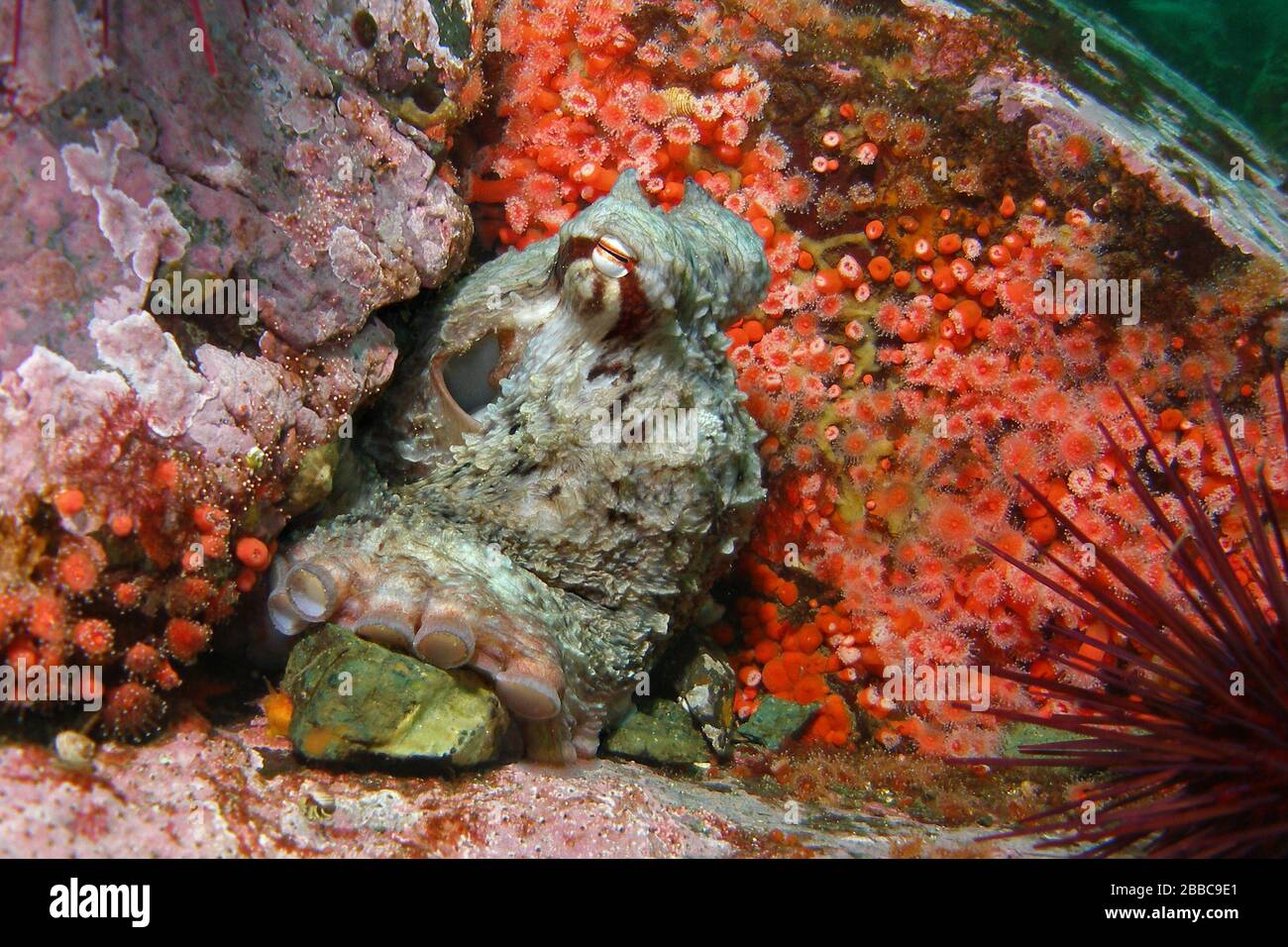 Giant Pacific octopus (Enteroctopus dofleini), Steep Island, Discovery Passage, BC Stock Photo