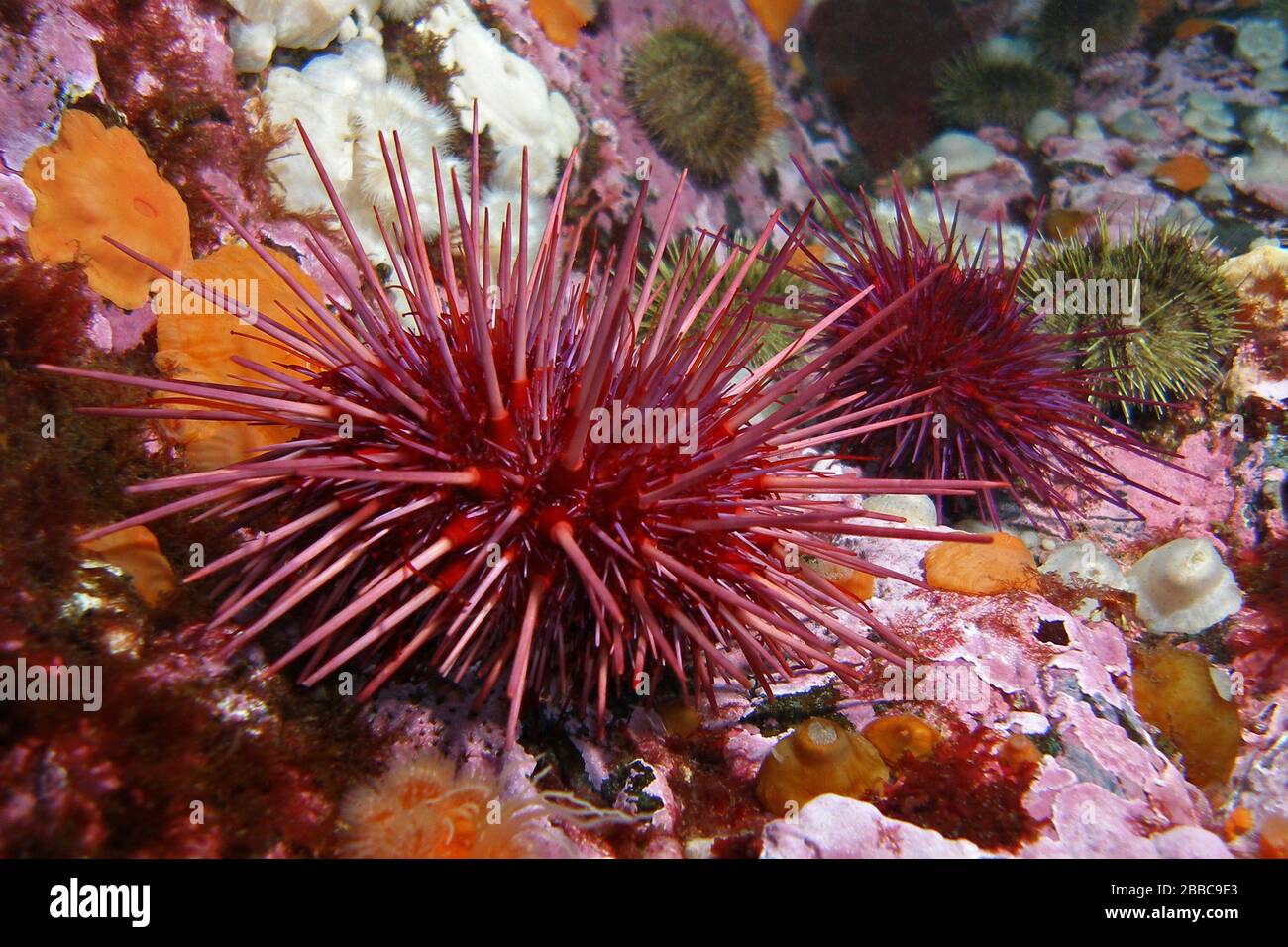 Giant red sea urchins (Strongylocentrotus franciscanus), Seymour Narrows, Campbell River area, BC Stock Photo