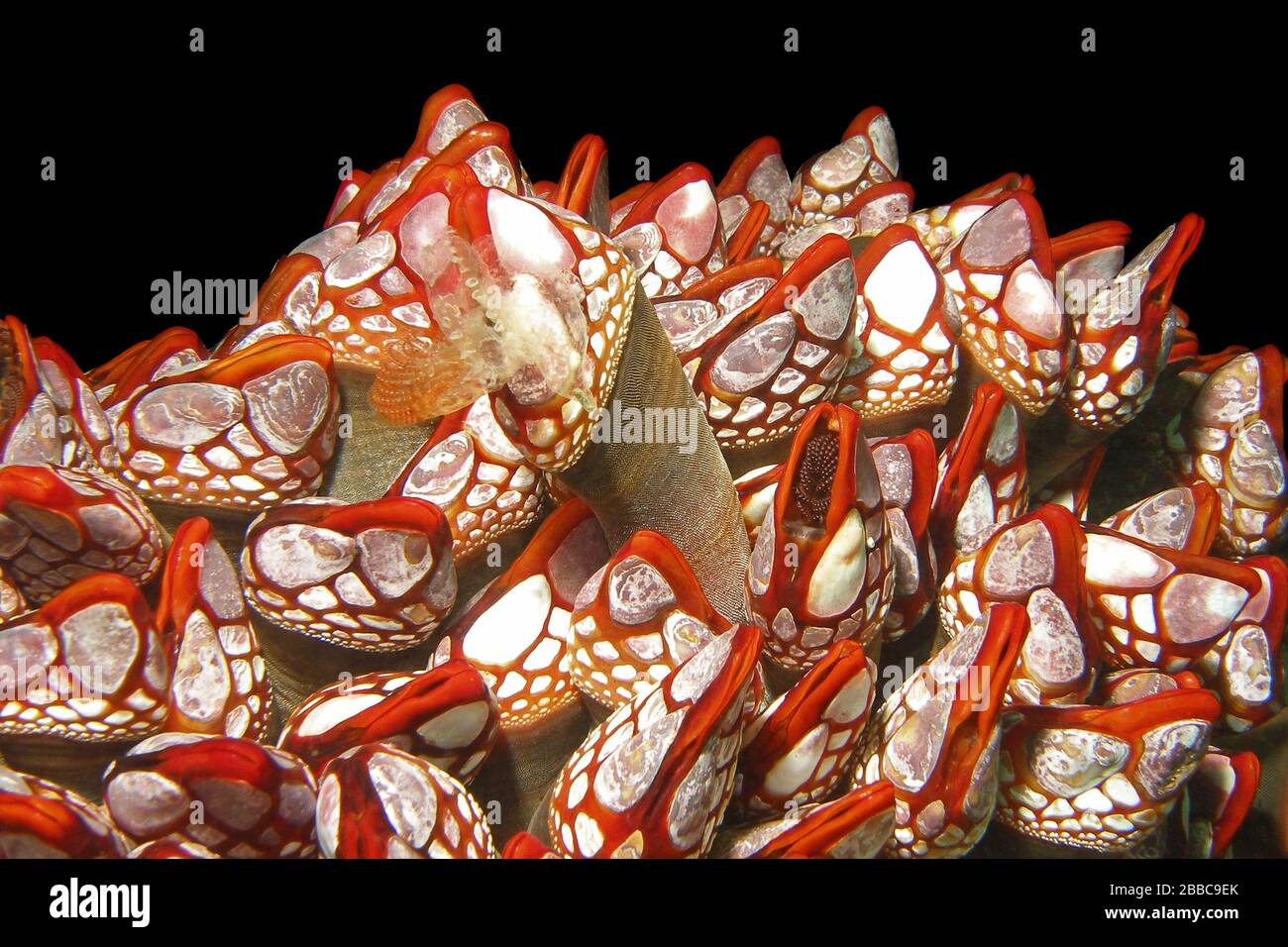 Gooseneck barnacles (Pollicipes polymerus), Nakwakto Rapids, Slingsby Channel, BC (1) Stock Photo