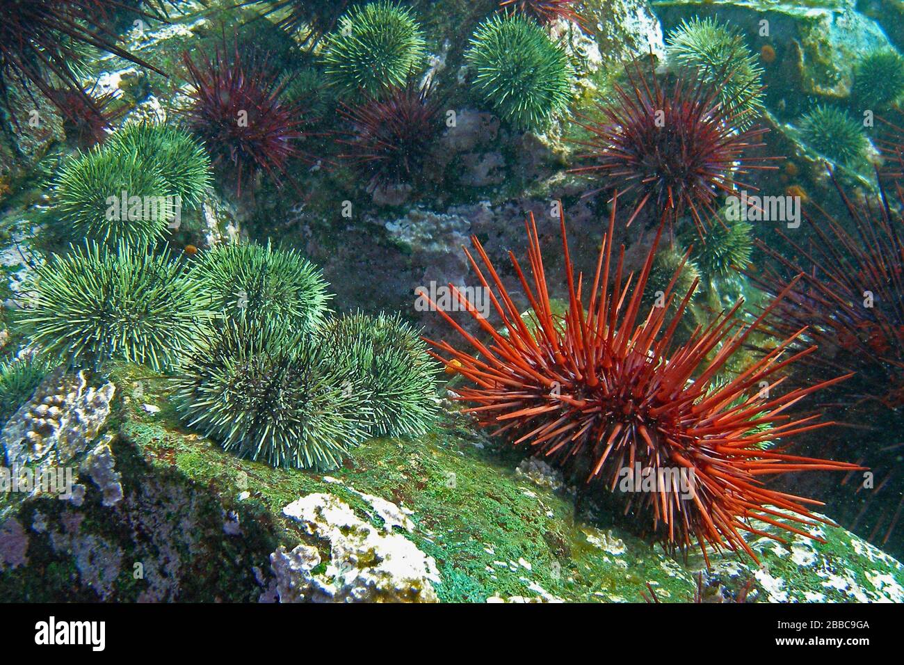 Green sea urchins (Strongylocentrotus droebachiensis), Giand red sea urchins (S franciscanus), Whiskey Point, Stock Photo