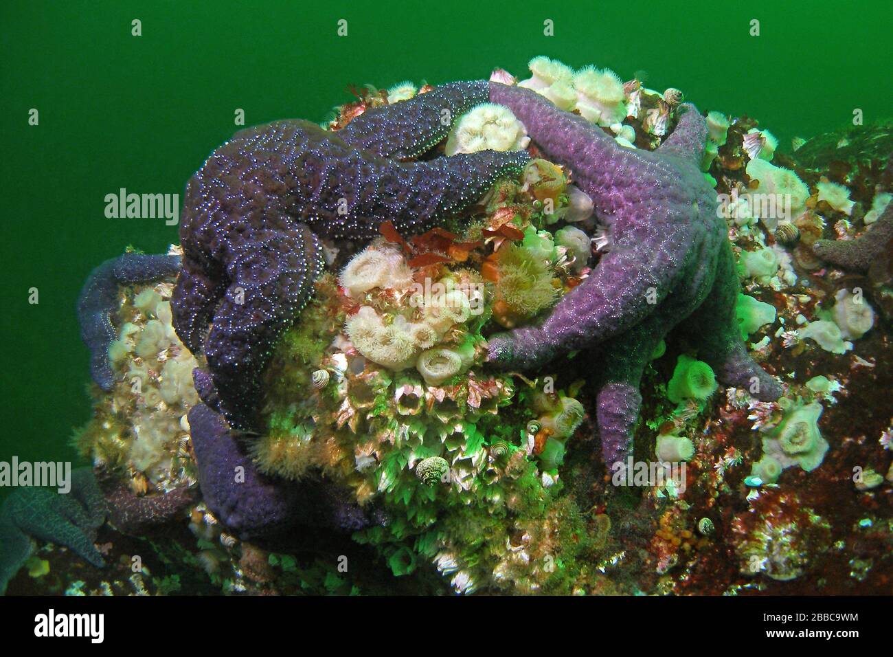 Purple or ochre sea stars (Pisaster ochraceus), Skookumchuck Narrows, Sechelt Inlet, BC Stock Photo