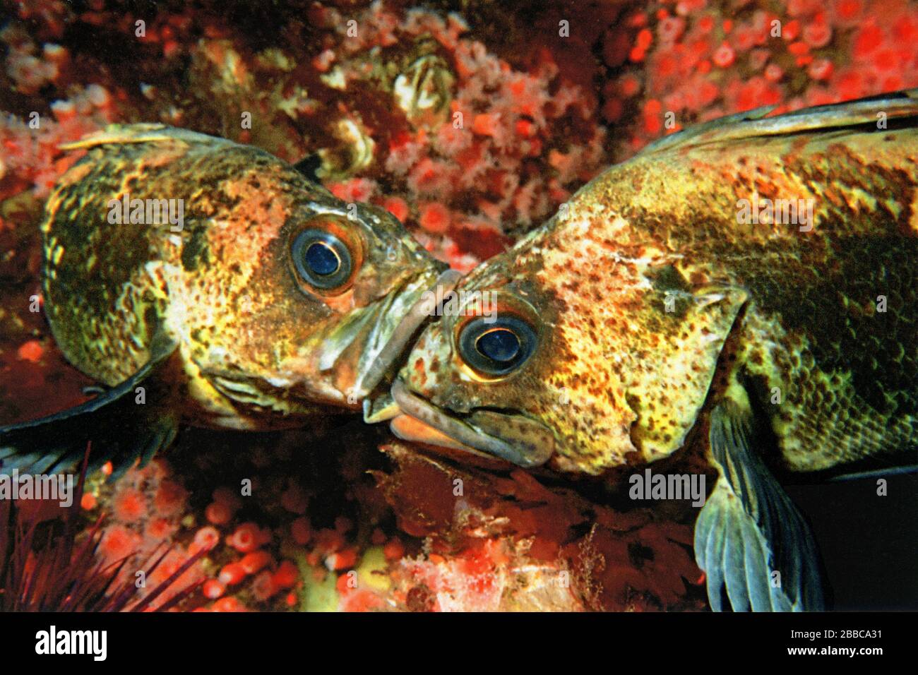 Quillback rockfish (Sebastes maliger), Quadra Island, BC Stock Photo