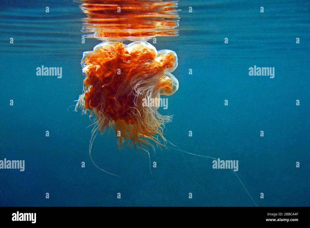 Sea blubber jellyfish (Cyanea capillata), Eagle Rock, Queen Charlotte Strait, BC Stock Photo