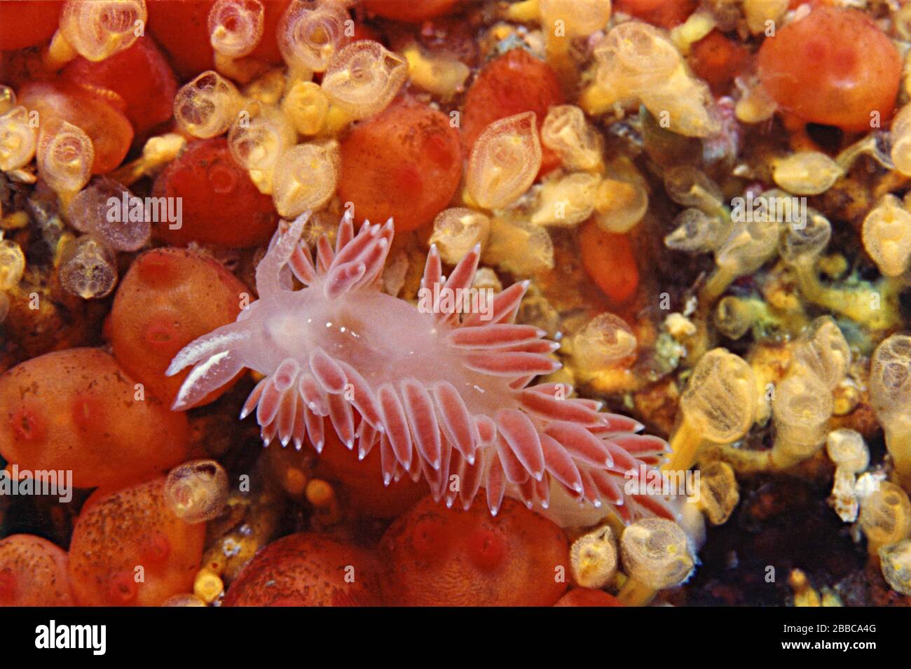 Red-gilled aeolid nudibranch (Flabellina verrucosa), Queen Charlotte Strait, BC Stock Photo