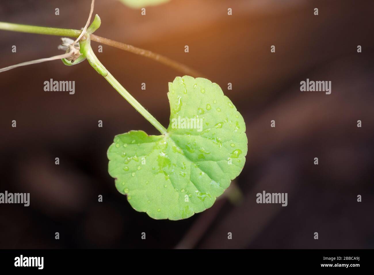 Herbal Thankuni leaves ,Centella asiatica,gotu kola Stock Photo