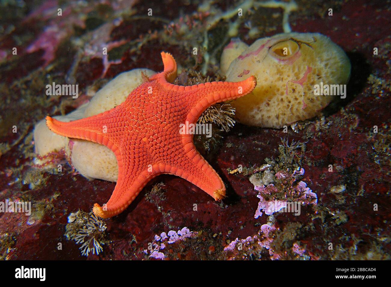 Vermilion star and rare sponge species (Mediaster aequalis), Diane's Drift, Tahsis Inlet, BC Stock Photo
